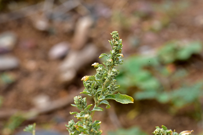 Wheelscale Saltbush have male and female flowers on the same plant (monoecious); the male flowers have 3 to 5 petals and sepals while the female flowers completely lack petals and sepals. The flowers are small and inconspicuous. Atriplex elegans Wheelscale Saltbush have male and female flowers on the same plant (monoecious); the male flowers have 3 to 5 petals and sepals while the female flowers completely lack petals and sepals. The flowers are small and inconspicuous. Atriplex elegans
